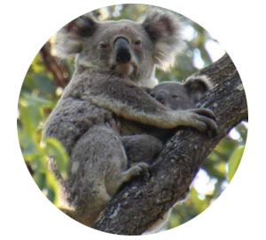 Koala in tree